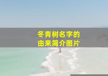 冬青树名字的由来简介图片