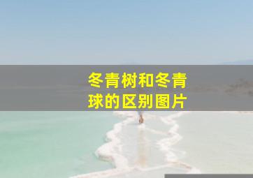 冬青树和冬青球的区别图片