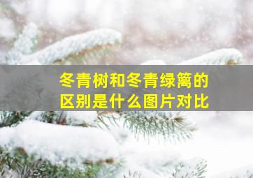 冬青树和冬青绿篱的区别是什么图片对比