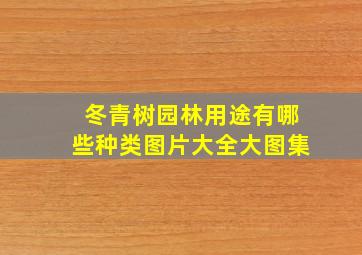 冬青树园林用途有哪些种类图片大全大图集