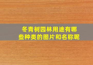 冬青树园林用途有哪些种类的图片和名称呢