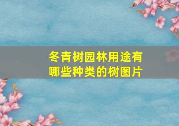 冬青树园林用途有哪些种类的树图片