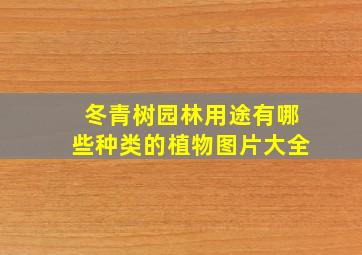 冬青树园林用途有哪些种类的植物图片大全