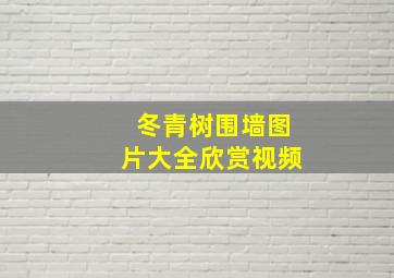 冬青树围墙图片大全欣赏视频