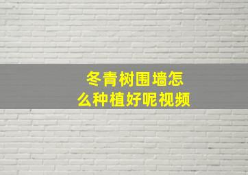 冬青树围墙怎么种植好呢视频