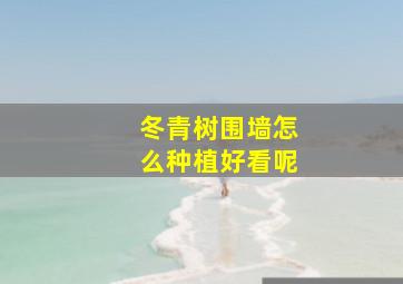 冬青树围墙怎么种植好看呢