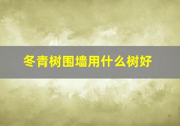 冬青树围墙用什么树好