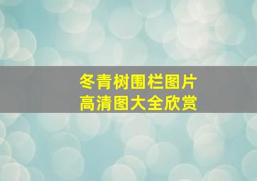 冬青树围栏图片高清图大全欣赏