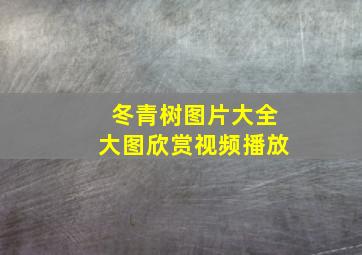 冬青树图片大全大图欣赏视频播放