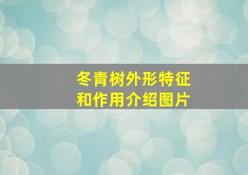 冬青树外形特征和作用介绍图片