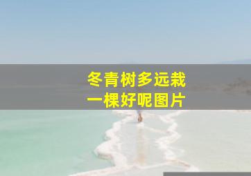 冬青树多远栽一棵好呢图片