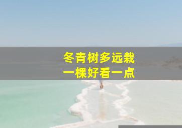 冬青树多远栽一棵好看一点