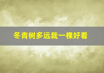 冬青树多远栽一棵好看