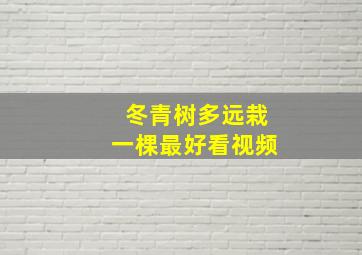 冬青树多远栽一棵最好看视频