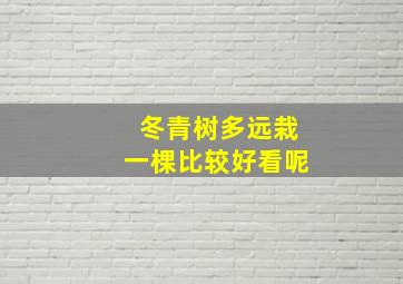 冬青树多远栽一棵比较好看呢