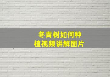 冬青树如何种植视频讲解图片