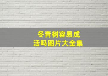 冬青树容易成活吗图片大全集