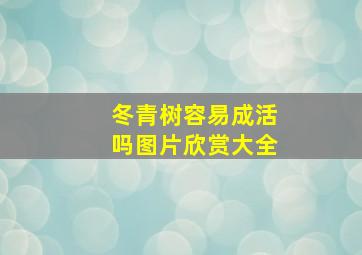 冬青树容易成活吗图片欣赏大全