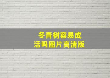 冬青树容易成活吗图片高清版