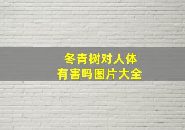 冬青树对人体有害吗图片大全