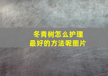 冬青树怎么护理最好的方法呢图片