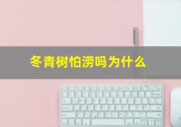 冬青树怕涝吗为什么