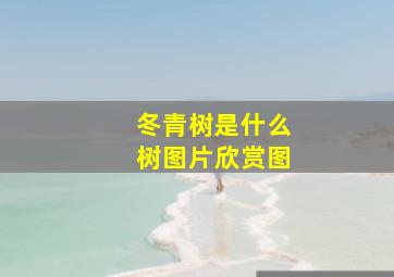 冬青树是什么树图片欣赏图