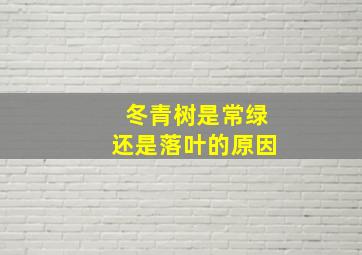 冬青树是常绿还是落叶的原因