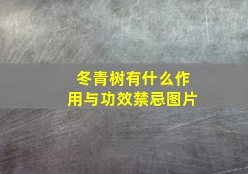 冬青树有什么作用与功效禁忌图片