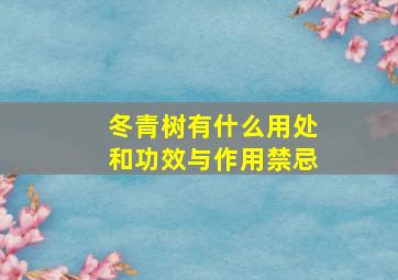 冬青树有什么用处和功效与作用禁忌