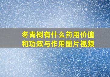 冬青树有什么药用价值和功效与作用图片视频