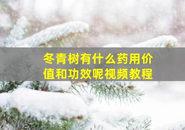 冬青树有什么药用价值和功效呢视频教程