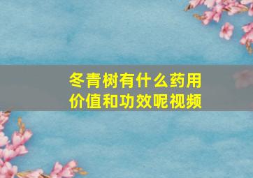 冬青树有什么药用价值和功效呢视频