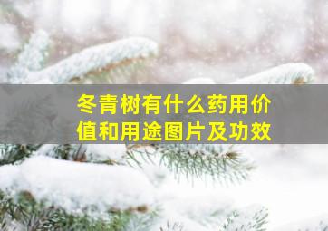 冬青树有什么药用价值和用途图片及功效