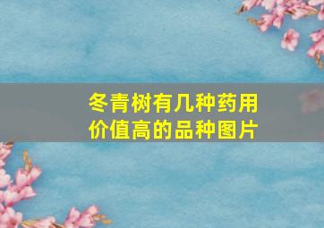 冬青树有几种药用价值高的品种图片