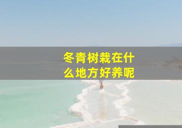 冬青树栽在什么地方好养呢