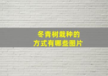 冬青树栽种的方式有哪些图片