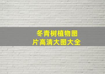 冬青树植物图片高清大图大全