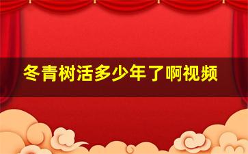 冬青树活多少年了啊视频