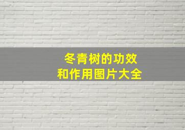 冬青树的功效和作用图片大全