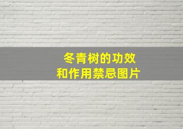 冬青树的功效和作用禁忌图片