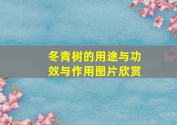 冬青树的用途与功效与作用图片欣赏