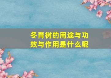 冬青树的用途与功效与作用是什么呢