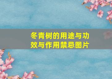 冬青树的用途与功效与作用禁忌图片