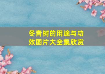 冬青树的用途与功效图片大全集欣赏