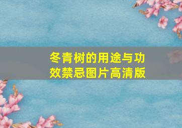 冬青树的用途与功效禁忌图片高清版