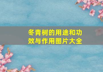 冬青树的用途和功效与作用图片大全