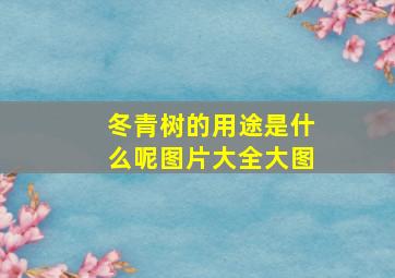 冬青树的用途是什么呢图片大全大图