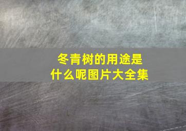 冬青树的用途是什么呢图片大全集