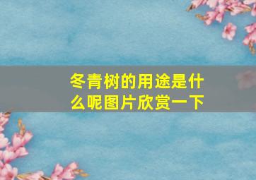 冬青树的用途是什么呢图片欣赏一下